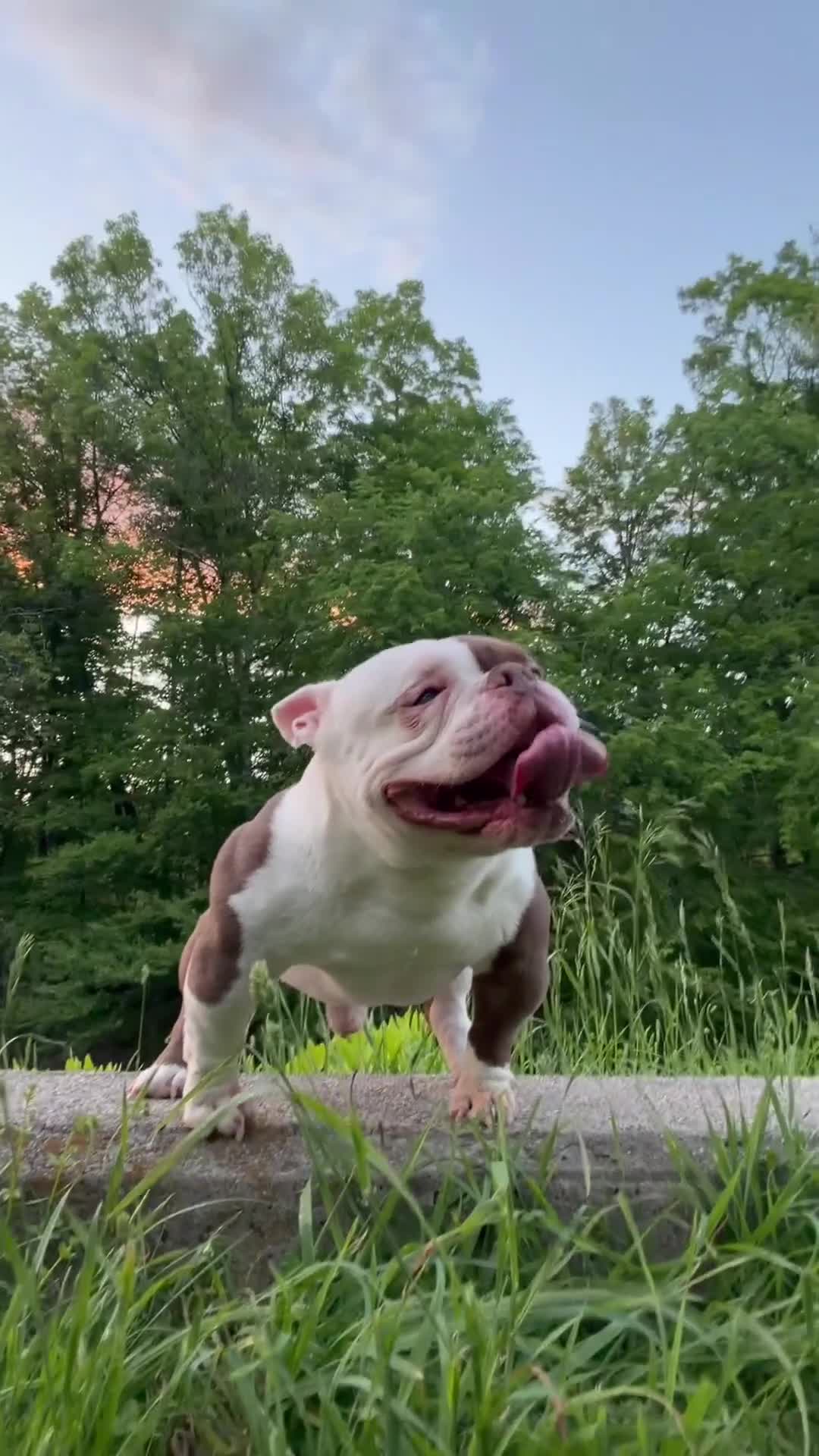 American Bully dogs for stud: APOLLO CREED –MICRO POCKET AMERICAN BULLY  - Video 1