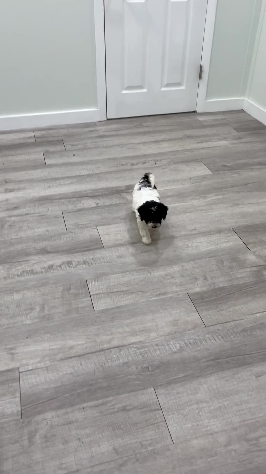 Miniature Poodle dogs for sale: Domino - Video 1