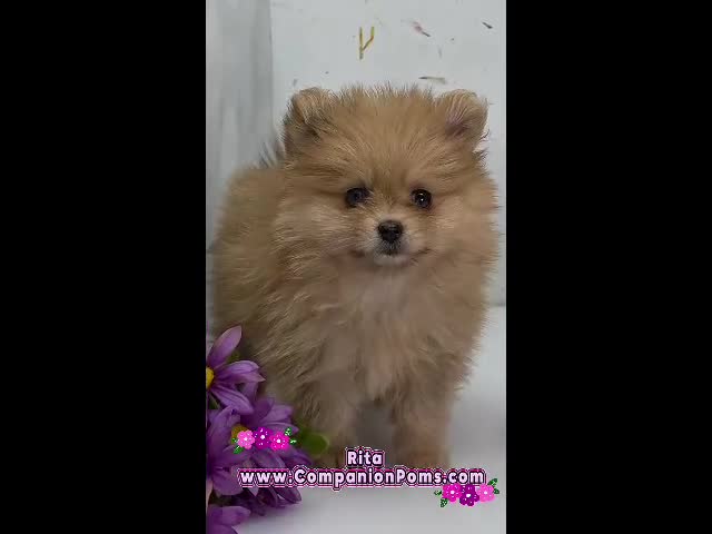 Pomeranian dogs for sale: ✨ The Little Shadow You've Been Waiting For ✨ - Video 1