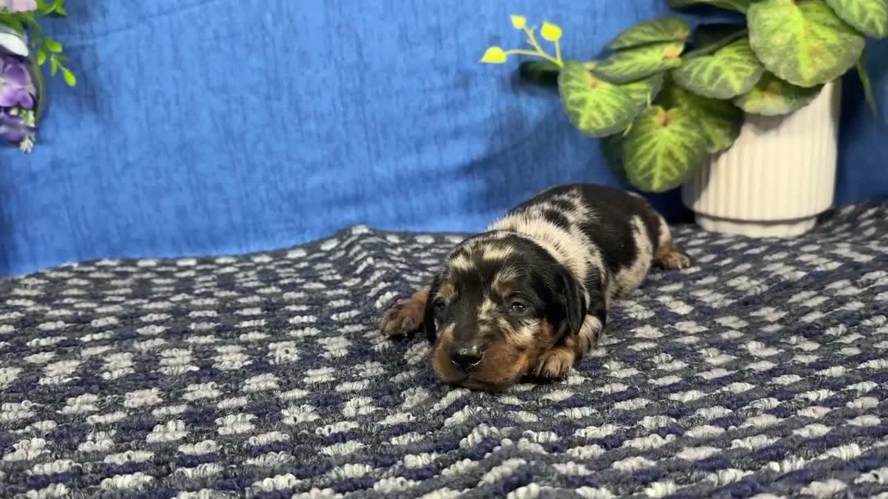 Miniature Dachshund dogs for sale: Miniature Dachshund 3 - Video 1