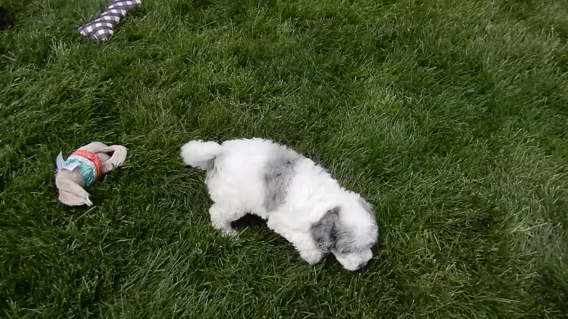 Sheepadoodle dogs for sale: Willow - Video 1