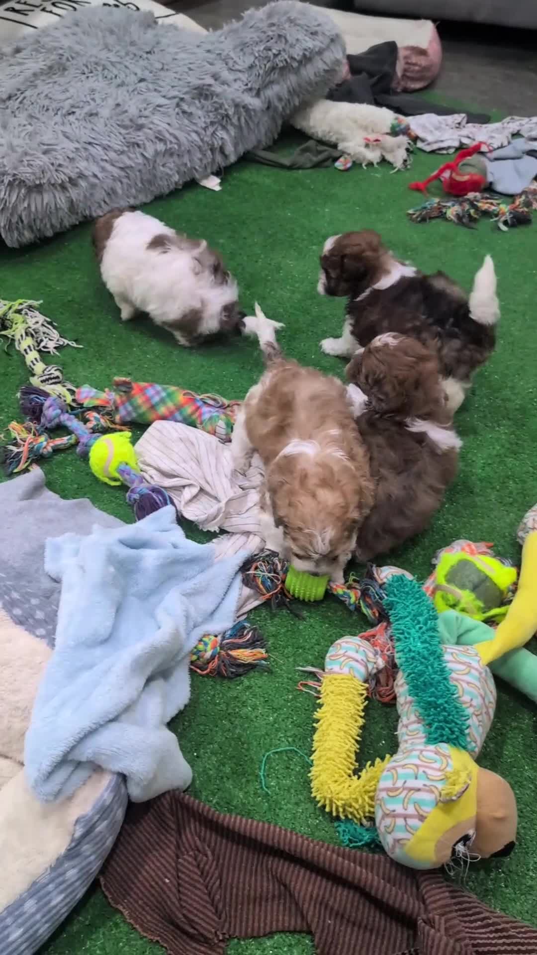 Shihpoo dogs for sale: Theo - Video 1