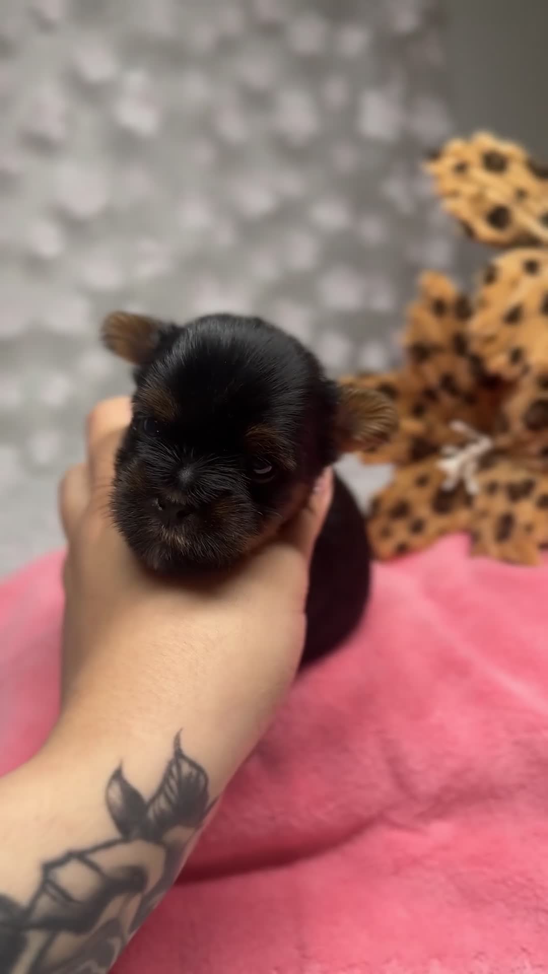 Yorkshire Terrier dogs for sale: Kristoff - Video 1