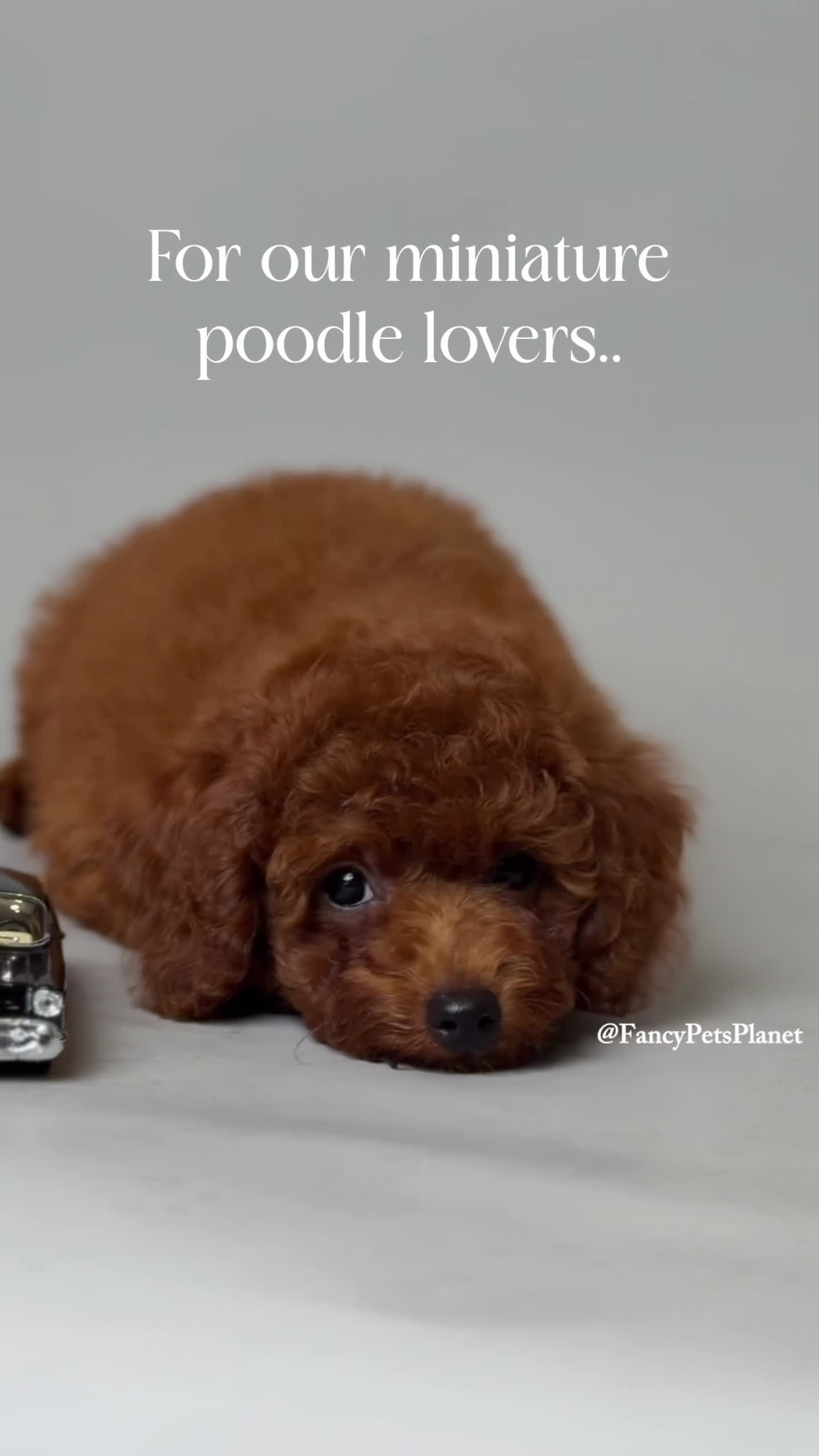 Toy Poodle dogs for sale: Onyx mahogany red mini - Video 1