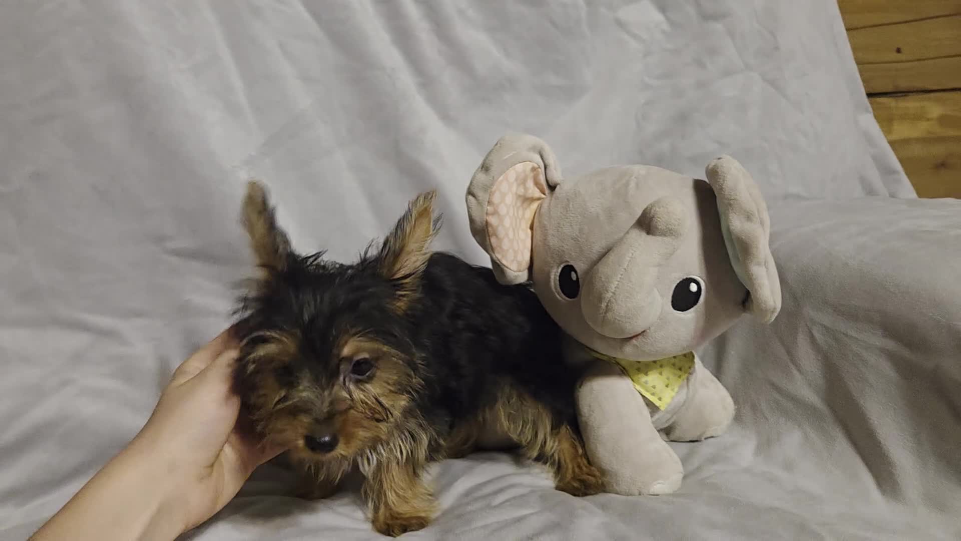 Yorkshire Terrier dogs for sale: Sherlock - Video 2