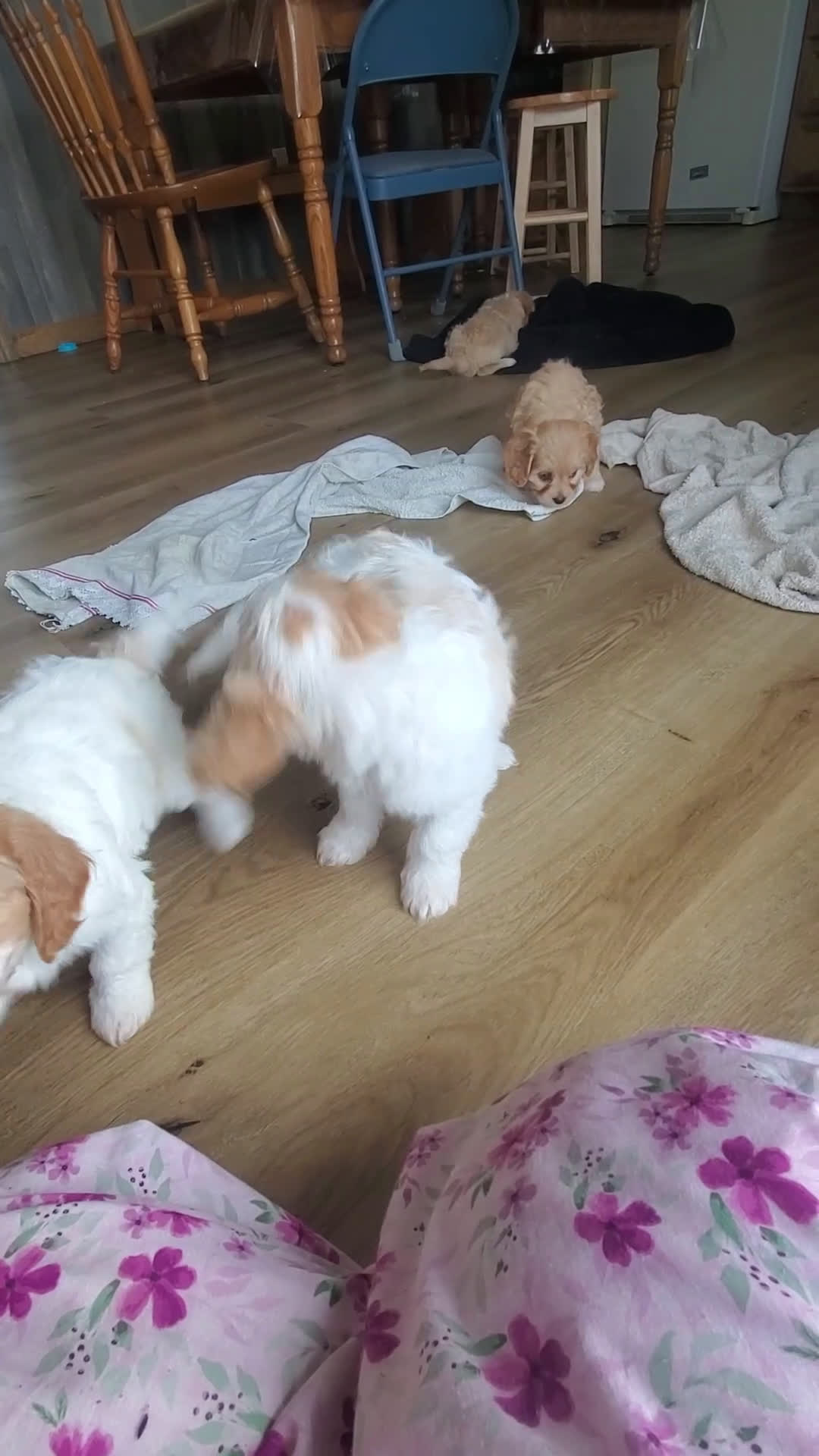 Cavachon dogs for sale: Milky Way - Video 2