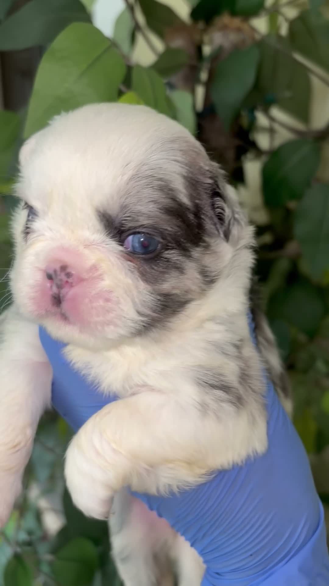 French Bulldog dogs for sale: French Bulldog 4 - Video 3