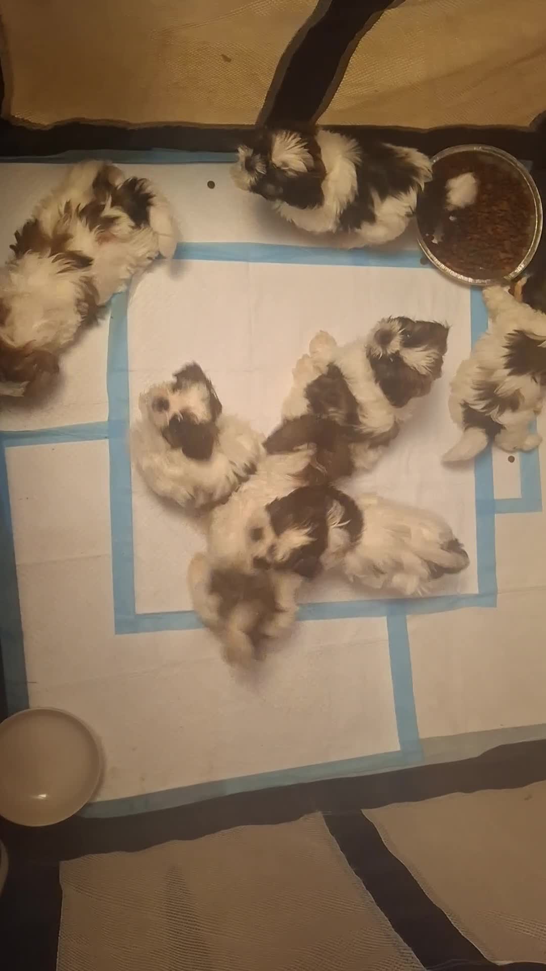 Shih Tzu dogs for sale: Shih Tzu 5 - Video 1