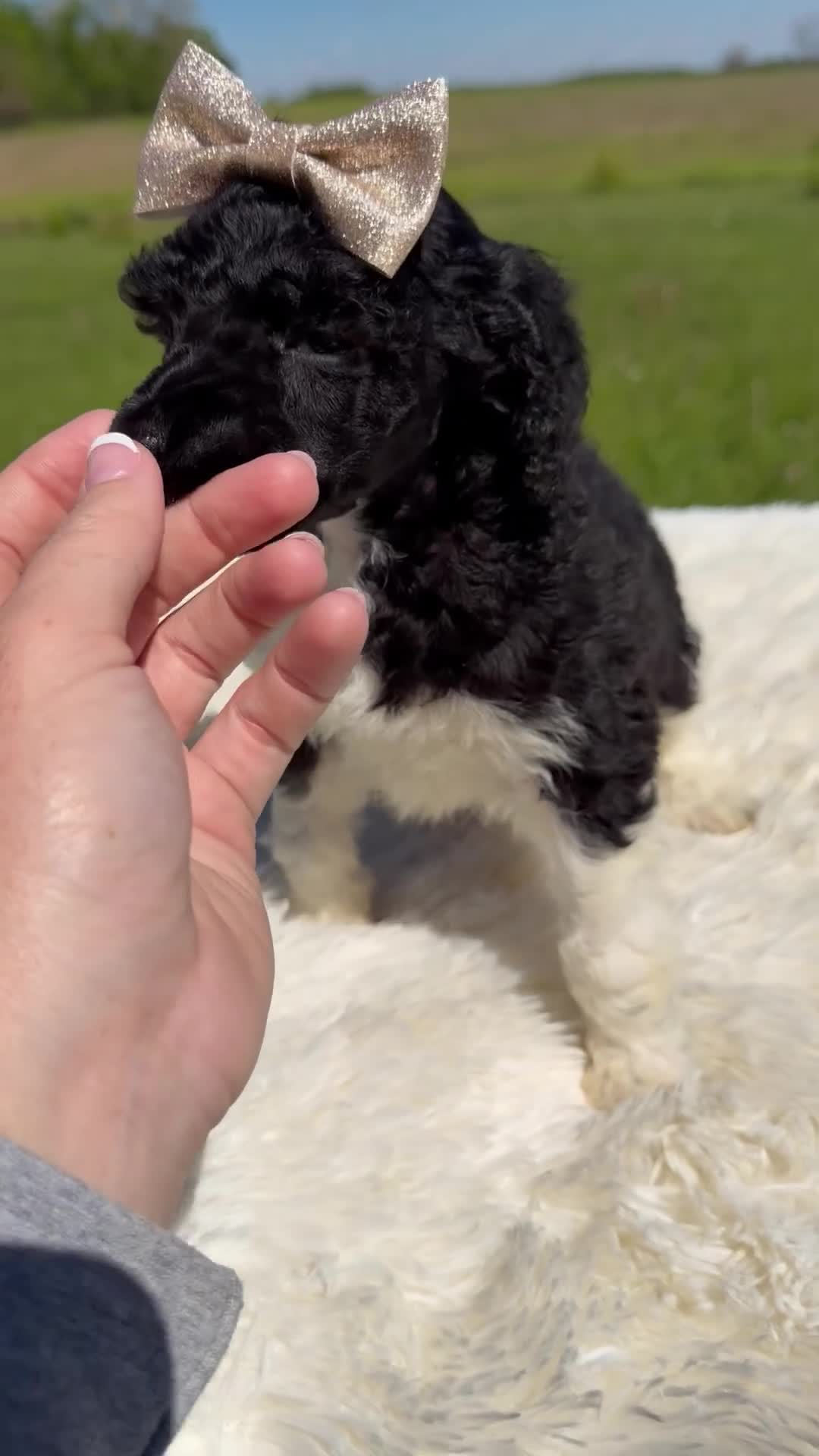 Standard Poodle dogs for sale: Fern - AKC - Video 1