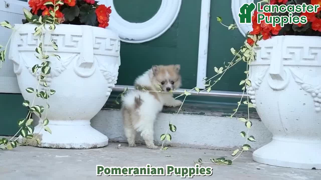 Pomeranian dogs for sale: Dotty - Video 1