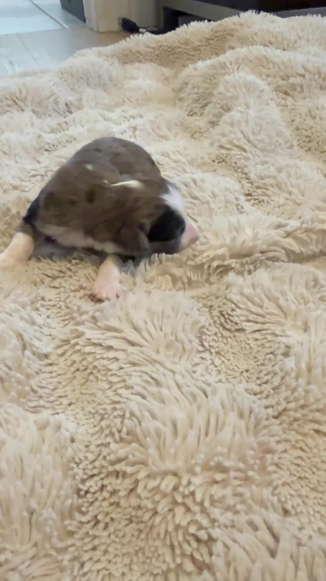 Bernedoodle dogs for sale: Treat - Video 1