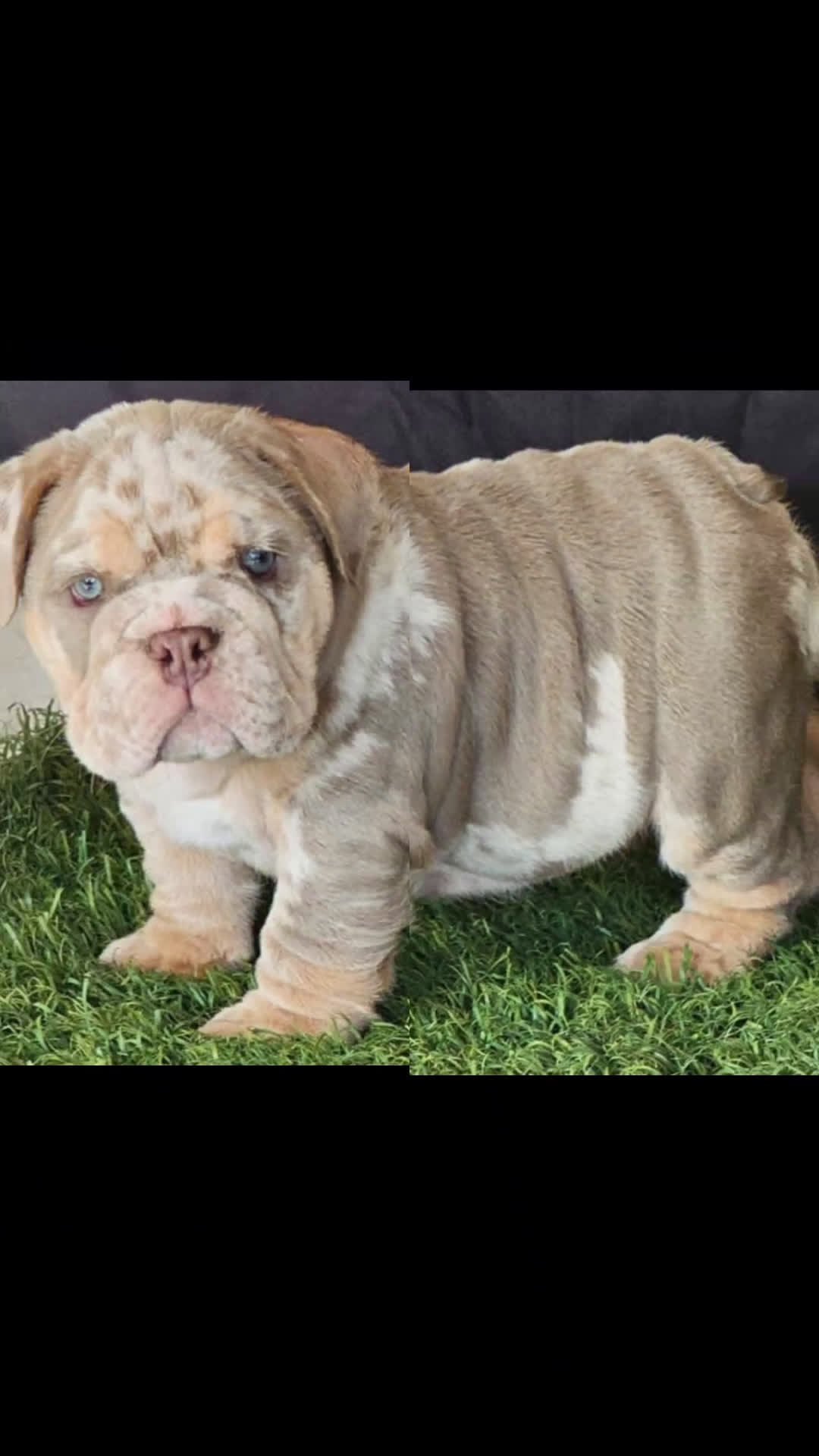 English Bulldog dogs for sale: DOLLY - CHOCOLATR TRI MERLE PRINCESS IN HOLLYWOOD - USA DELIVERY - Video 1