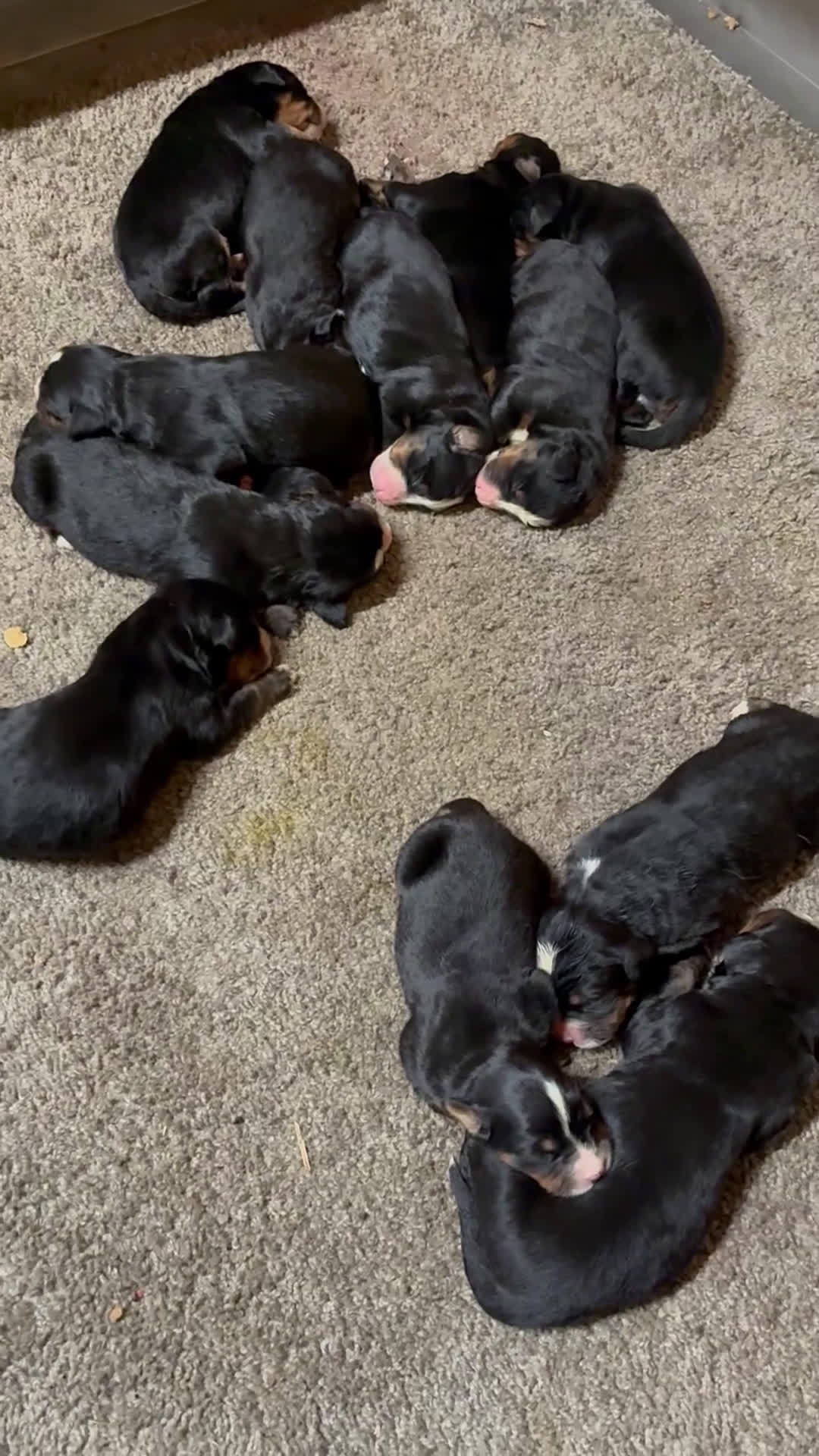 Bernese Mountain Dog dogs for sale: Bernese Mountain Dog Puppy 2 - Video 3