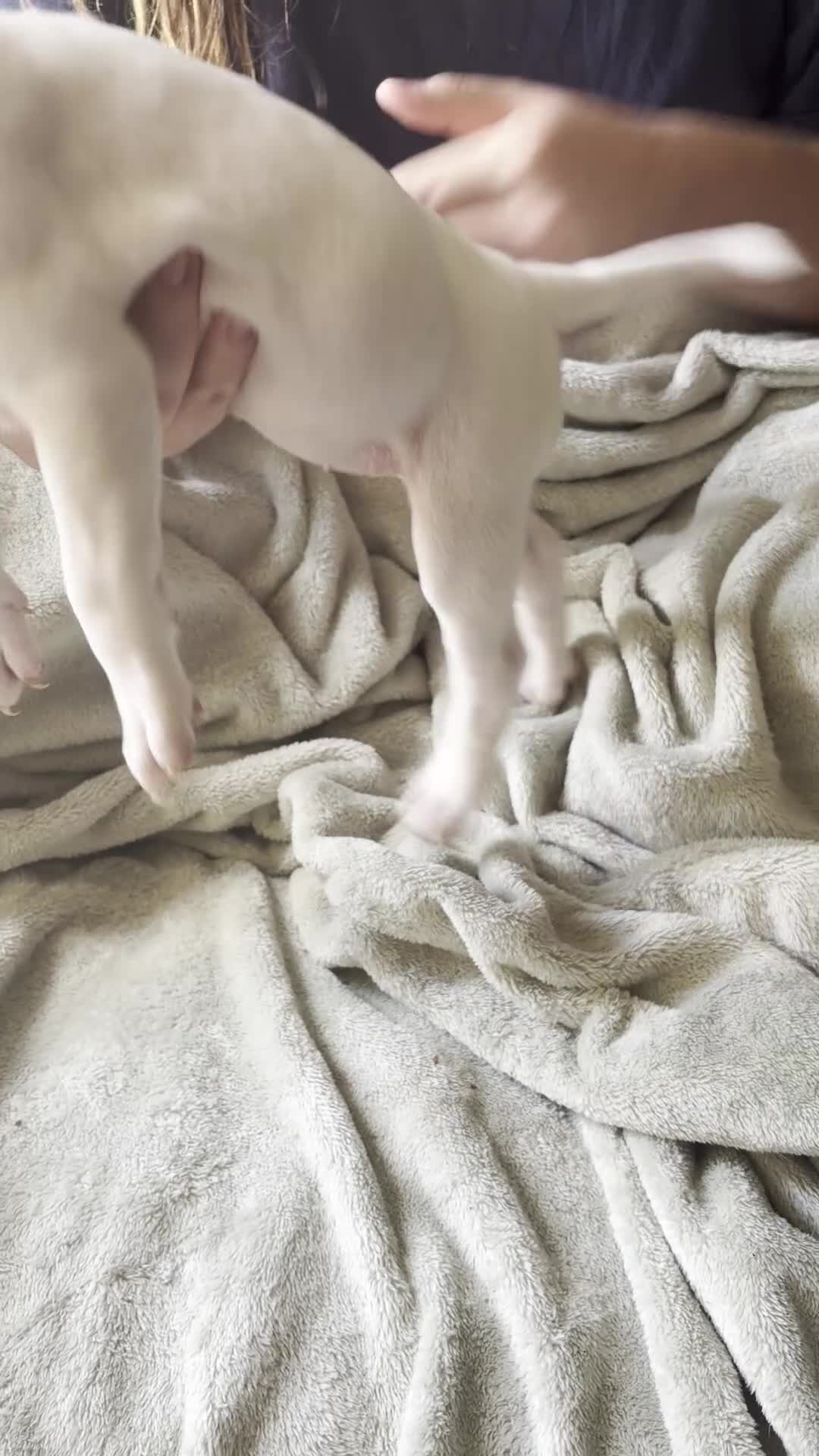 American Pit Bull Terrier dogs for sale: Light blue  - Video 1