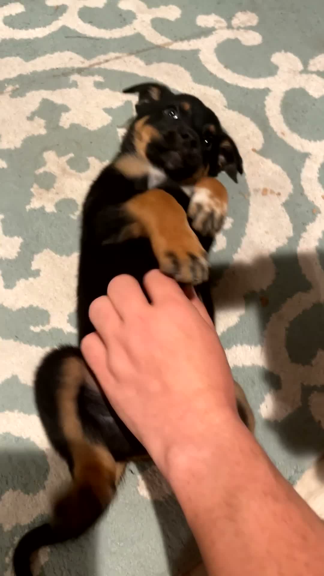 Mixed Breed dogs for sale: boy 6 Odysseus - Video 1