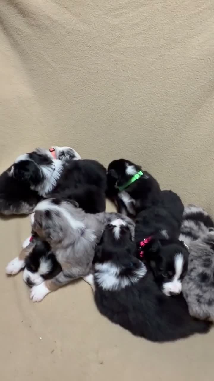 Miniature Australian Shepherd dogs for sale: Bandit  - Video 2