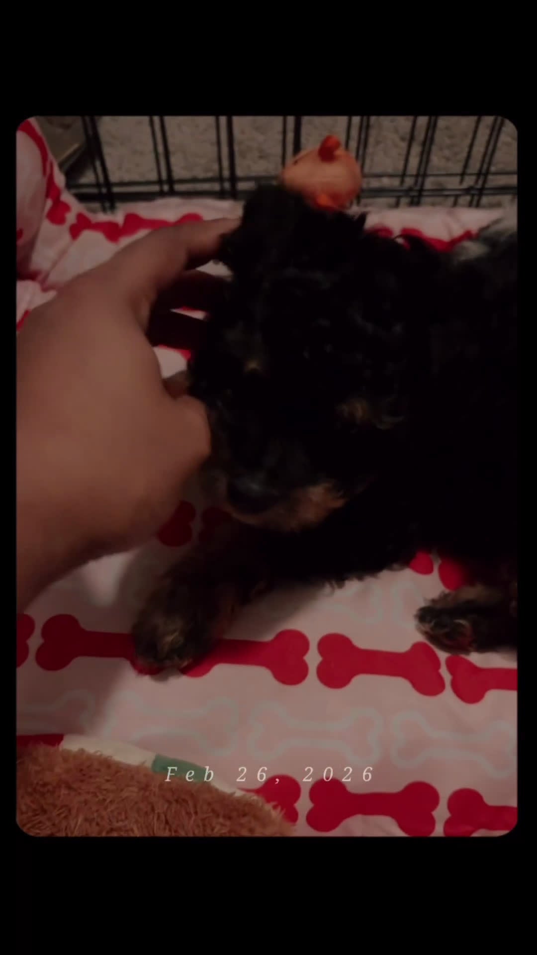 Mixed Breed dogs for sale: Mixed Breed Puppy 1 - Video 2