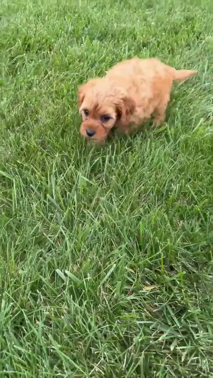 Cavapoo dogs for sale: Mason - Video 1