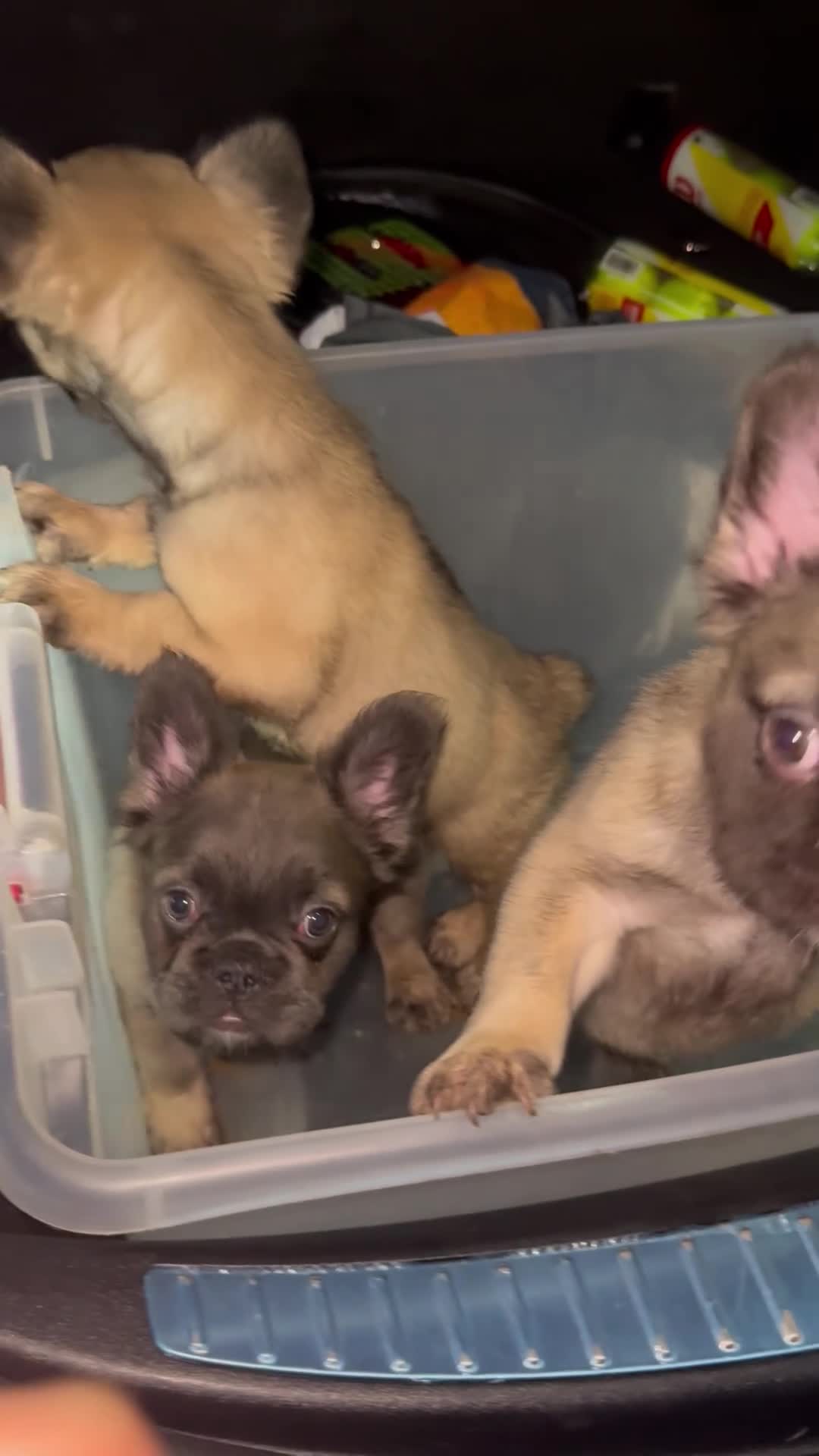 French Bulldog dogs for sale: French Bulldog 3 - Video 1