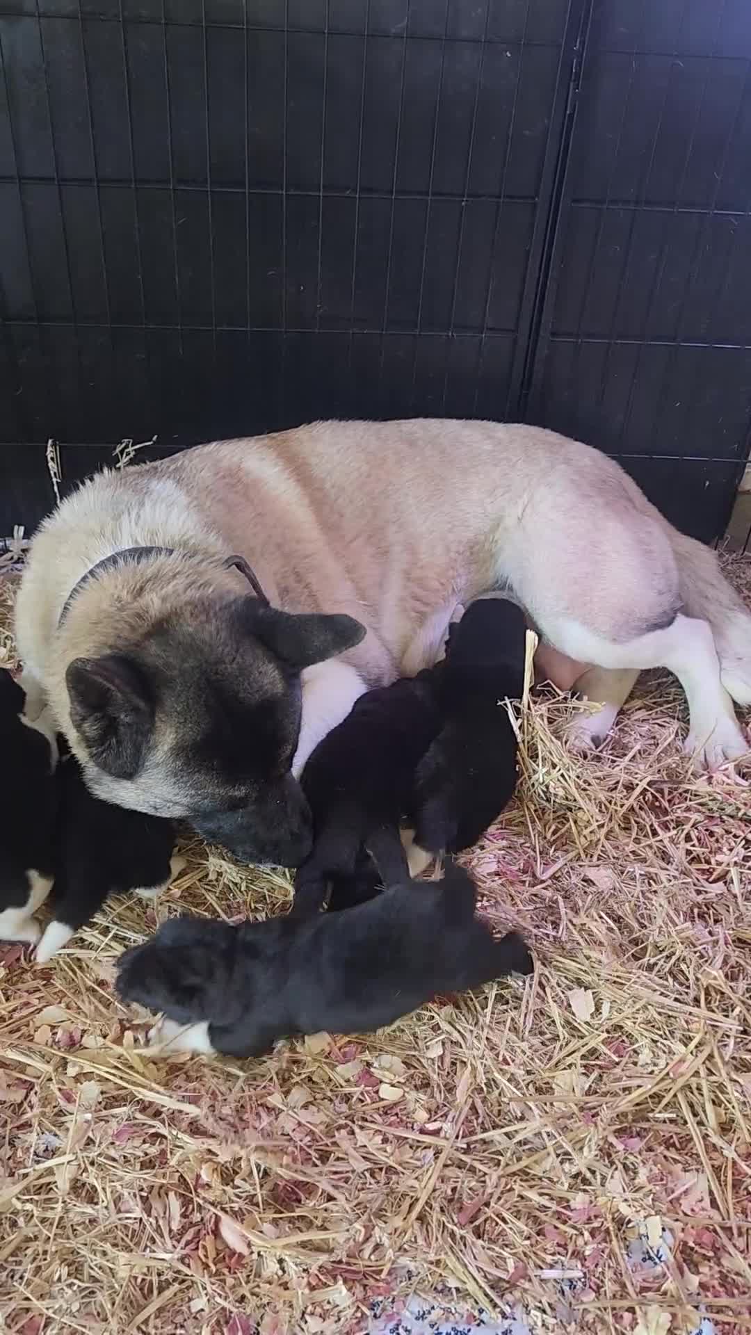 Akita dogs for sale: Akita Puppy 3 - Video 1