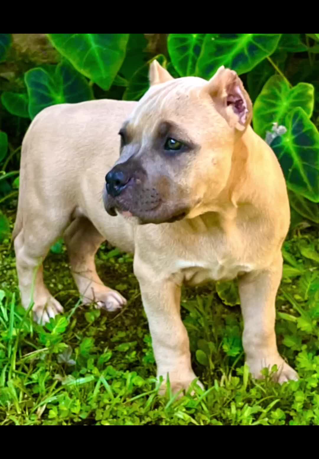 American Bully dogs for sale: American Bully 1 - Video 1
