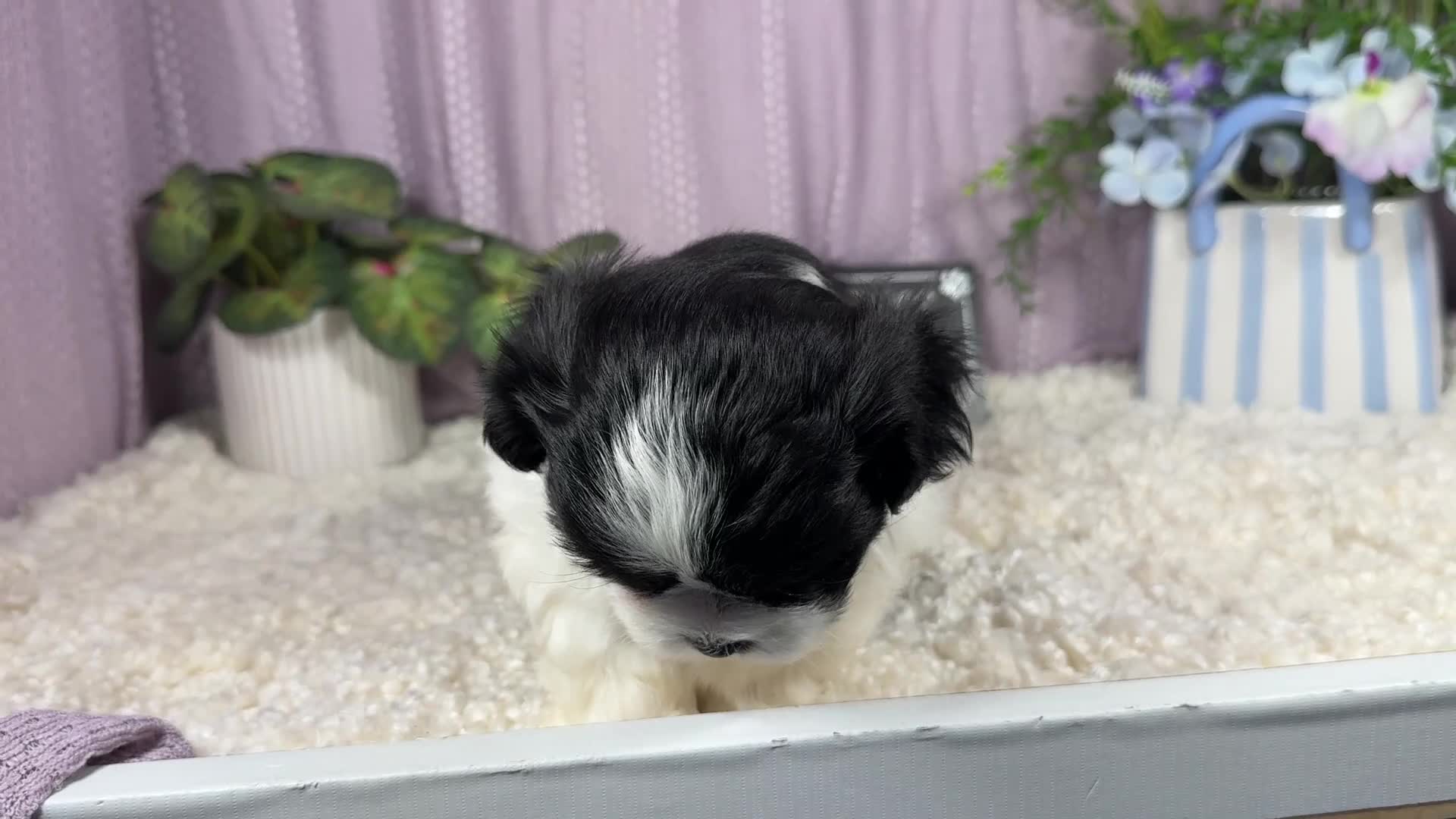 Shihpoo dogs for sale: Shihpoo 1 - Video 1