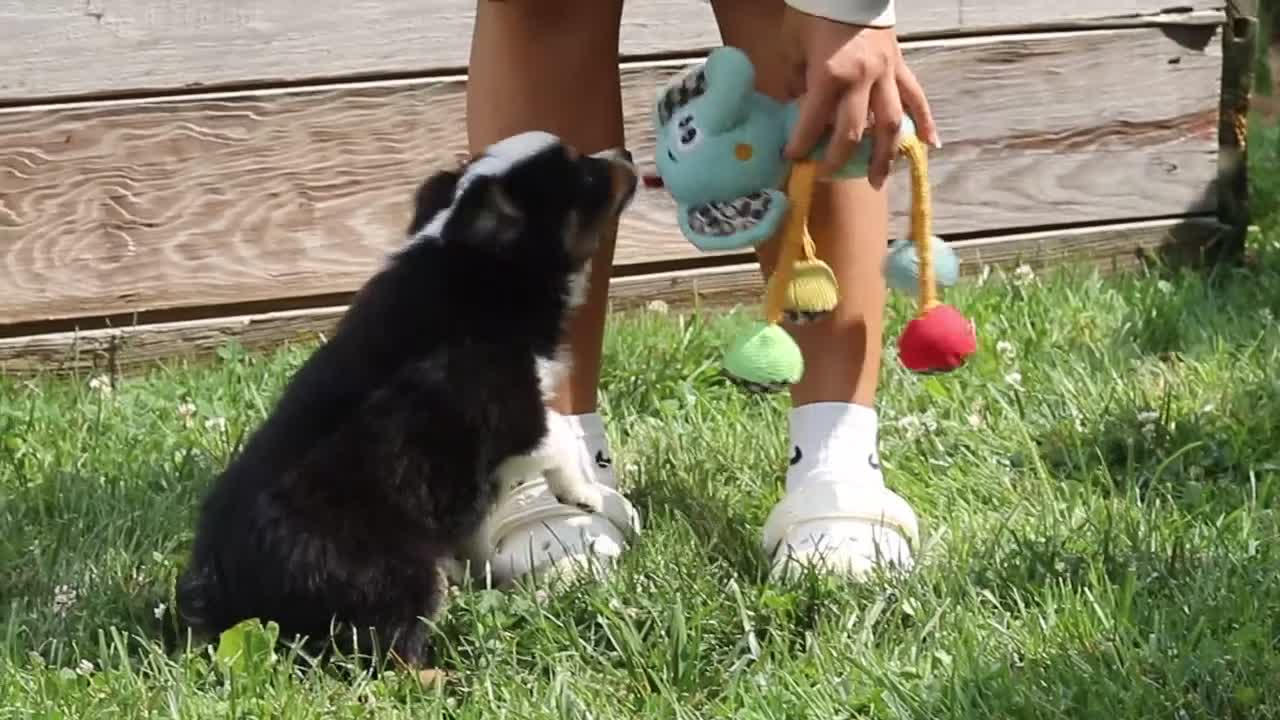Toy Australian Shepherd dogs for sale: Logan - Video 4