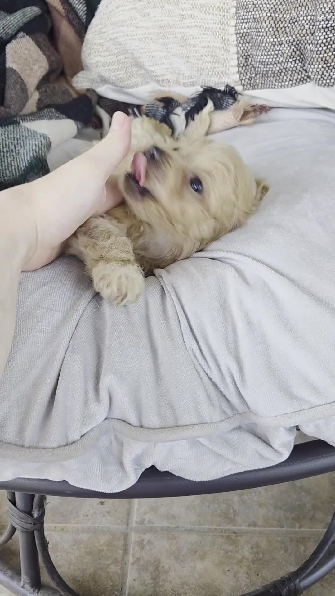 Shihpoo dogs for sale: Cody - Video 1