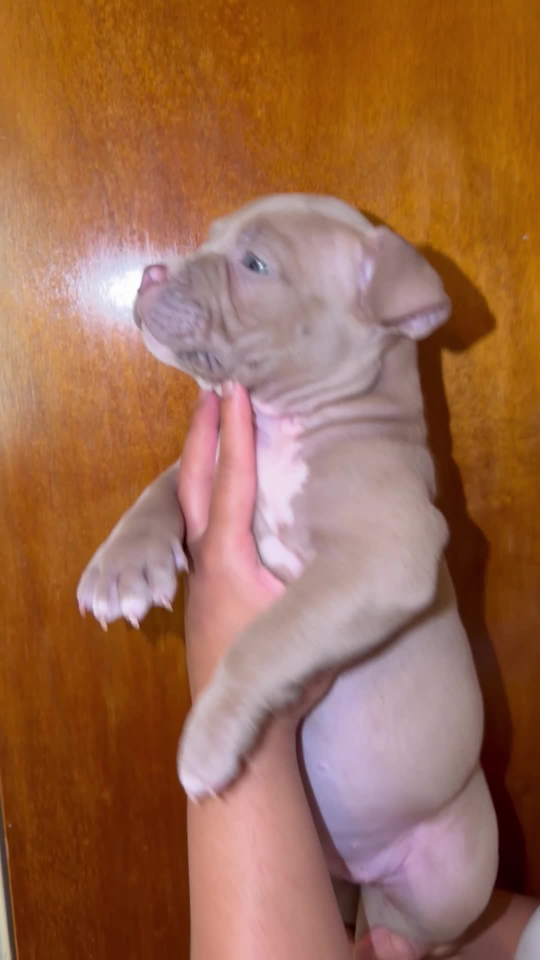 American Bully dogs for sale: Solid female - Video 1