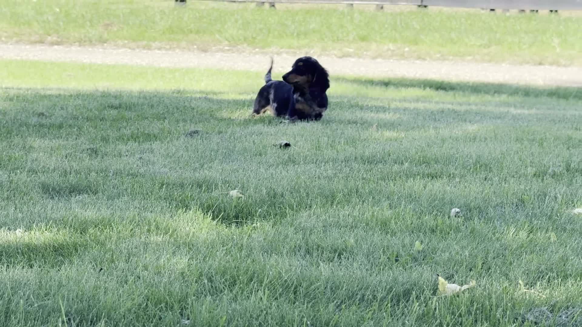 Dachshund dogs for sale: Duke - Video 1