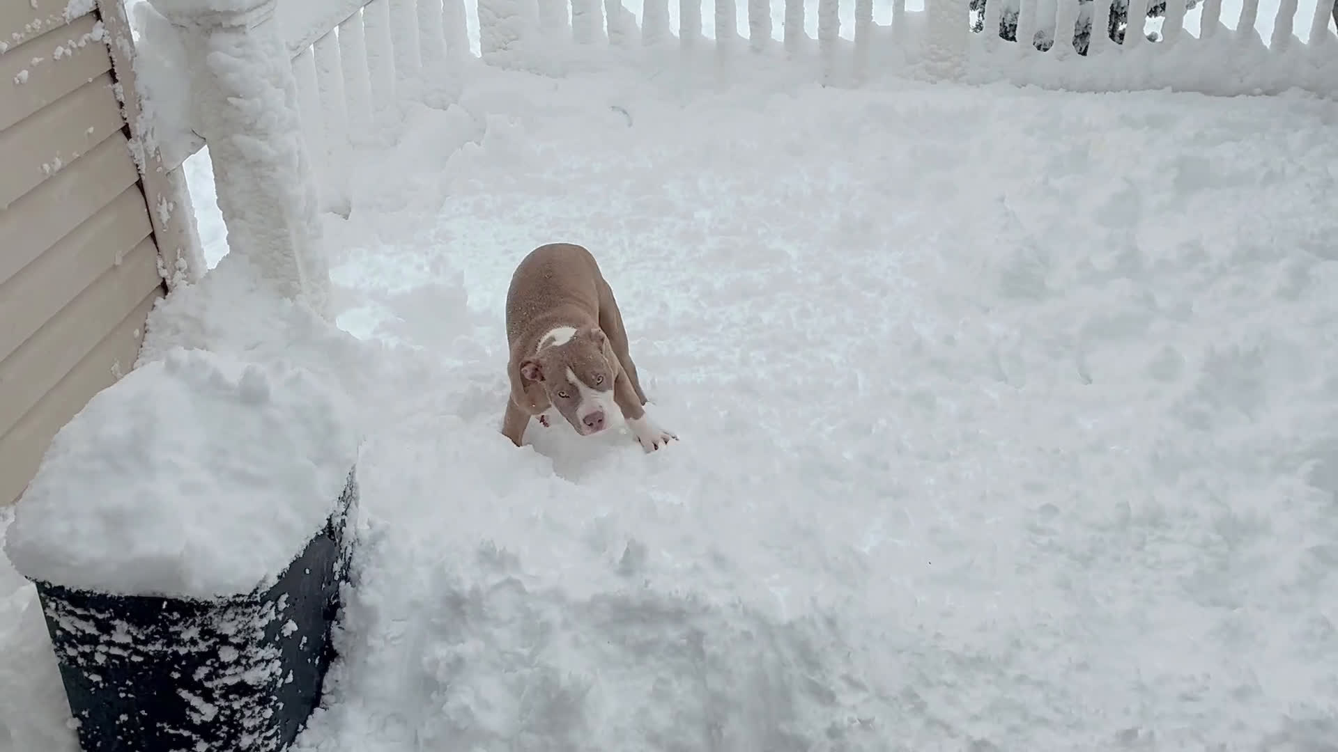 American Bully dogs for sale: Effie - Video 1