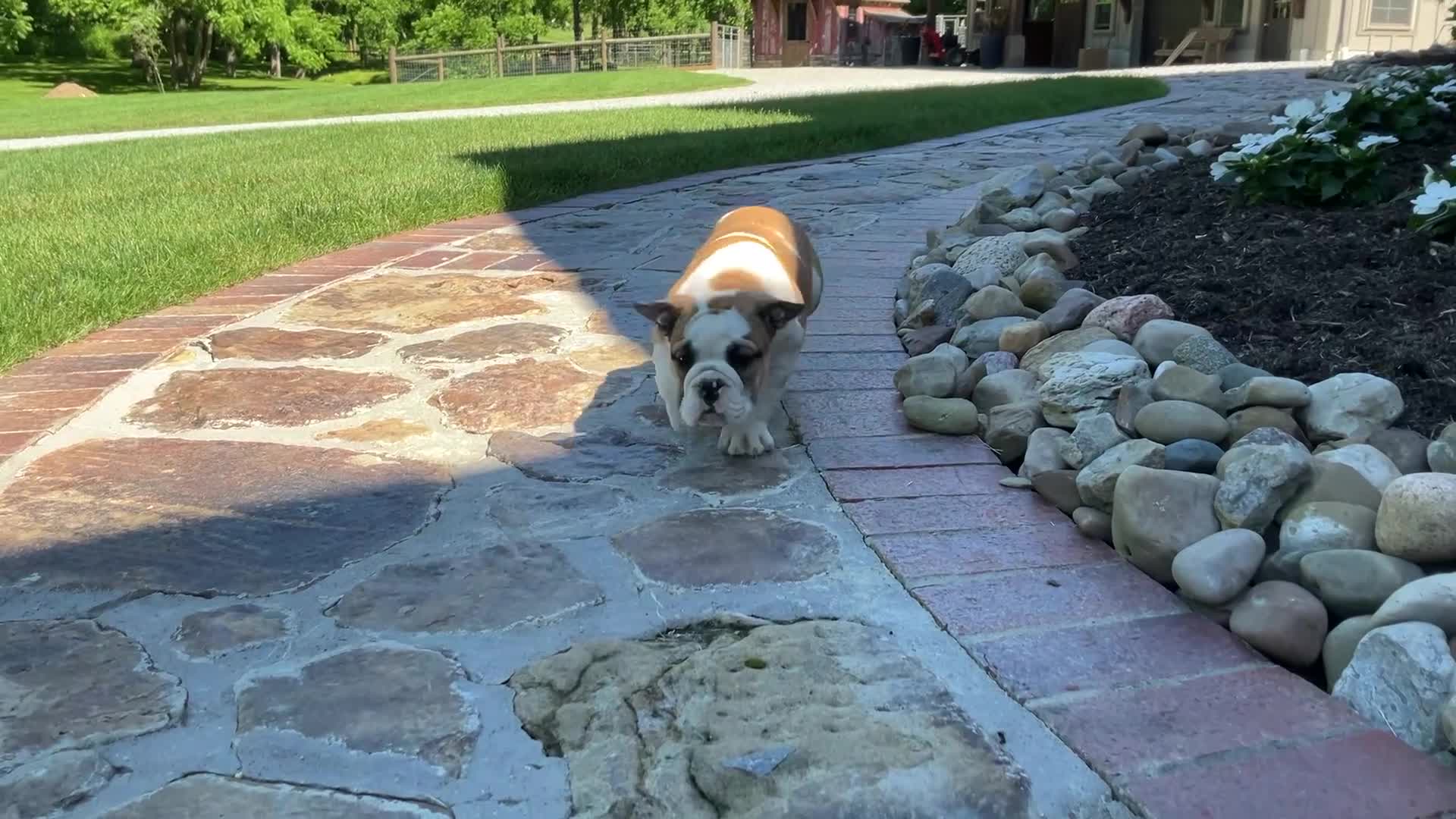 English Bulldog dogs for sale: Vanessa - Video 1