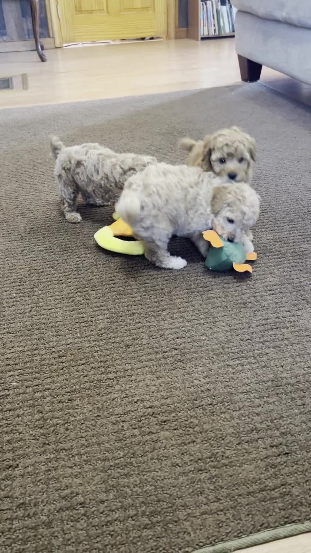 Miniature Poodle dogs for sale: Copper - Video 1