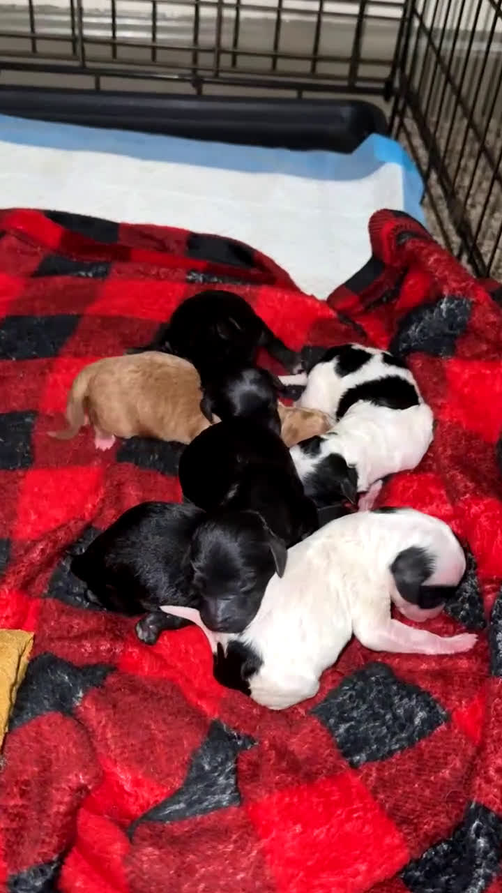 Cavapoo dogs for sale: Cavapoo Puppy 5 - Video 1