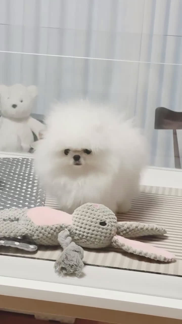 Pomeranian dogs for sale: Pomeranian Puppy 1 - Video 1