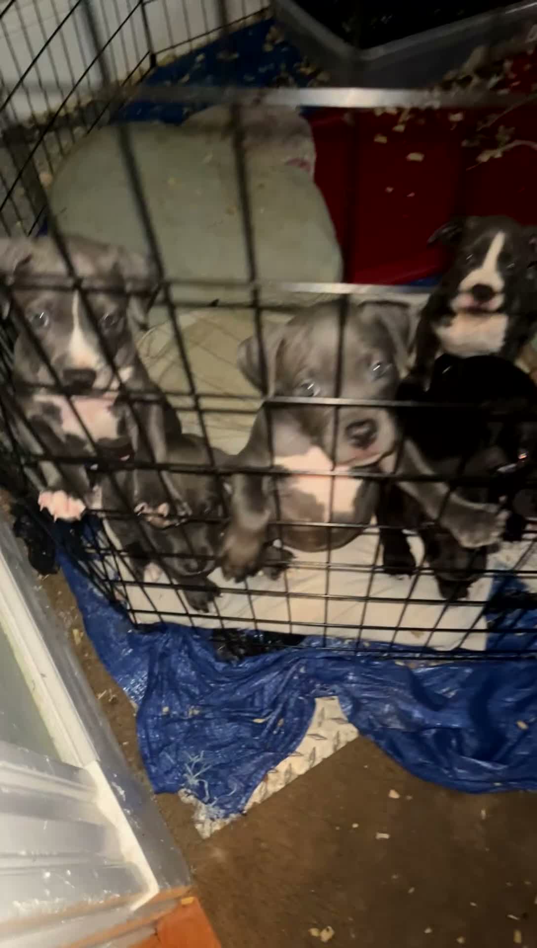 Mixed Breed dogs for sale: Mixed Breed 1 - Video 3