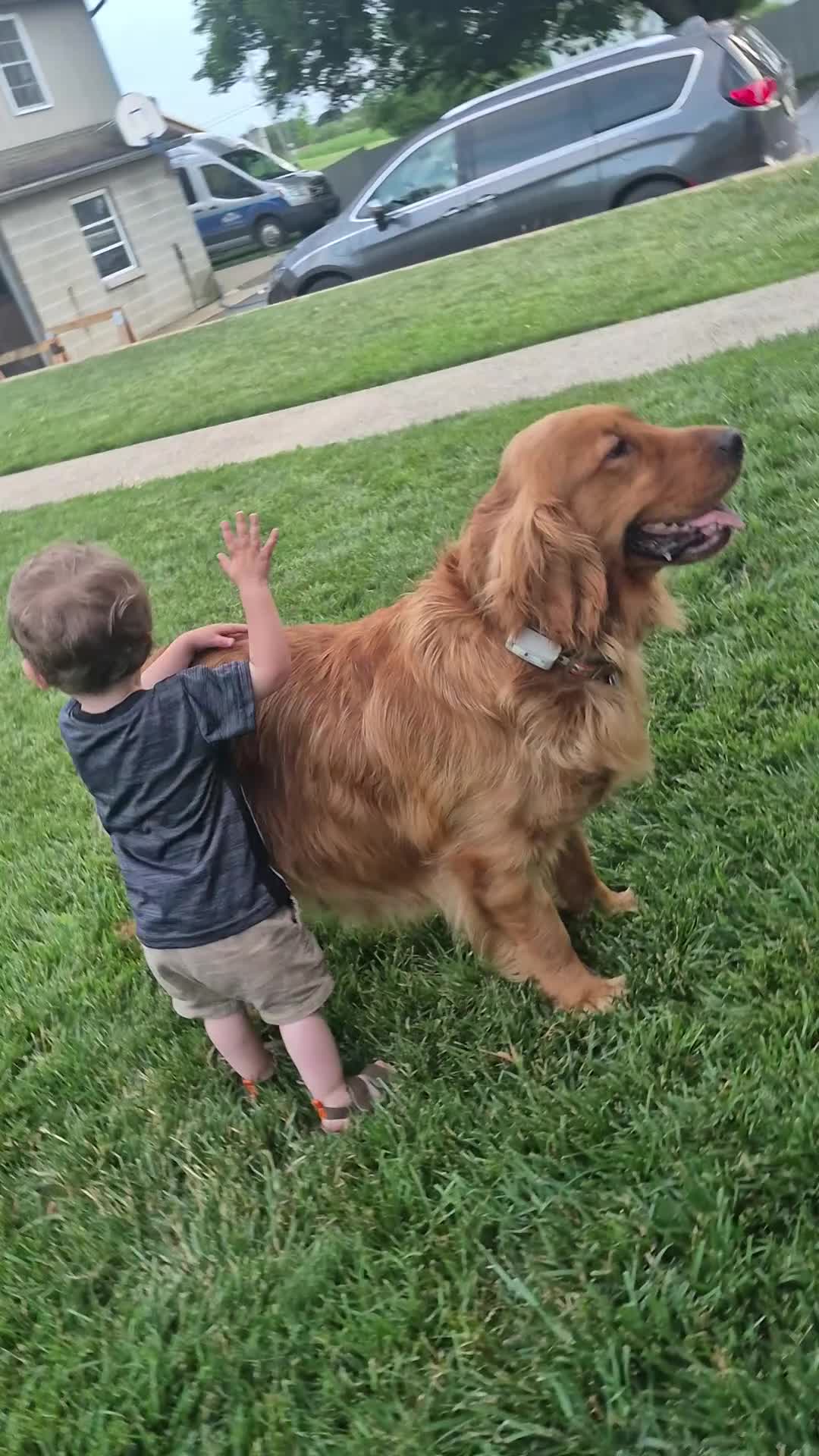 Golden Retriever dogs for sale: Starburst (White Collar) - Video 3