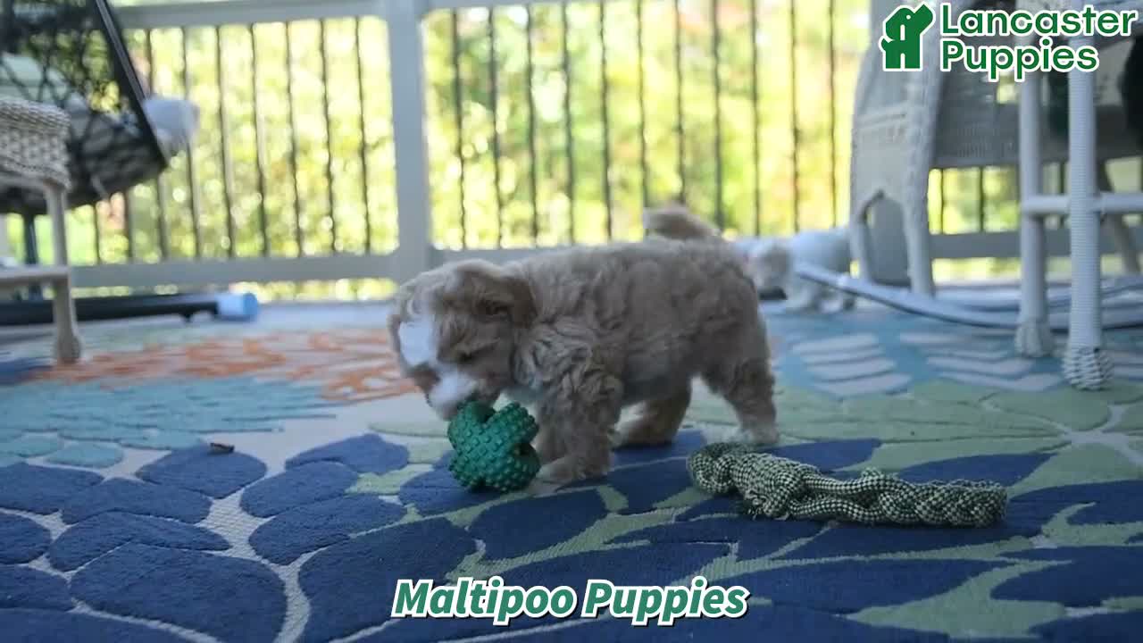 Maltipoo dogs for sale: Judith - Video 1