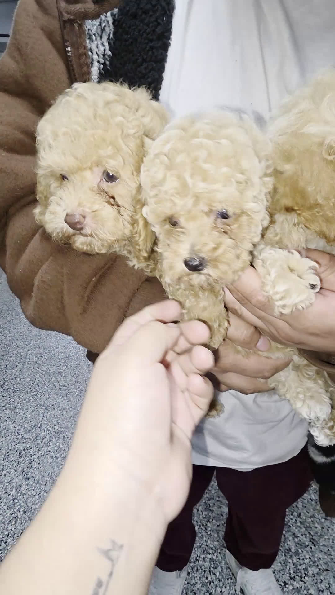 Toy Poodle dogs for sale: Toy Poodle caramelo - Video 4