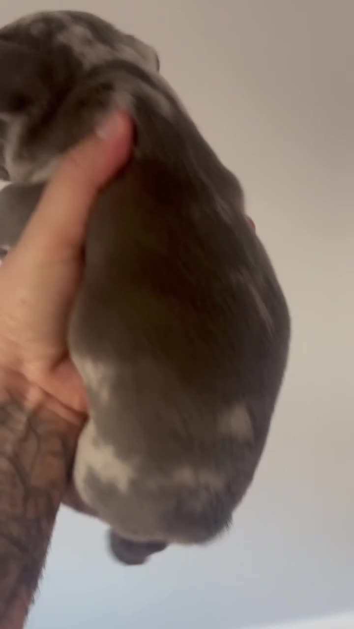 French Bulldog dogs for sale: French Bulldog Puppy 1 - Video 1