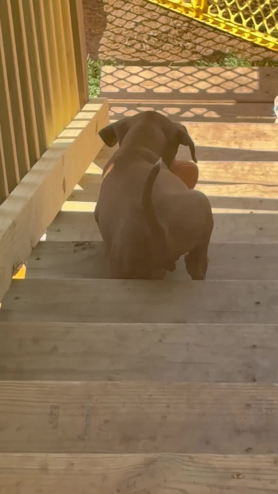 Mixed Breed dogs for sale: EJ - Video 3
