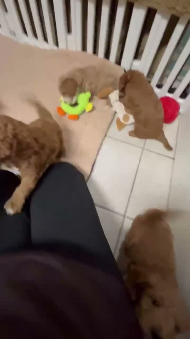 Mini Goldendoodle dogs for sale: Petite Mini Goldendoodle Cooper - Video 4