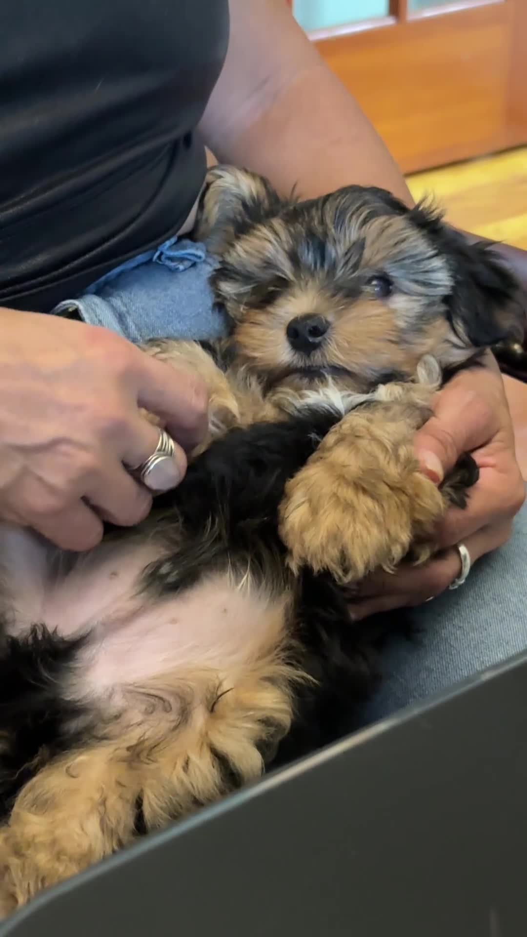 Yorkshire Terrier dogs for sale: Yorkshire Terrier 1 - Video 3