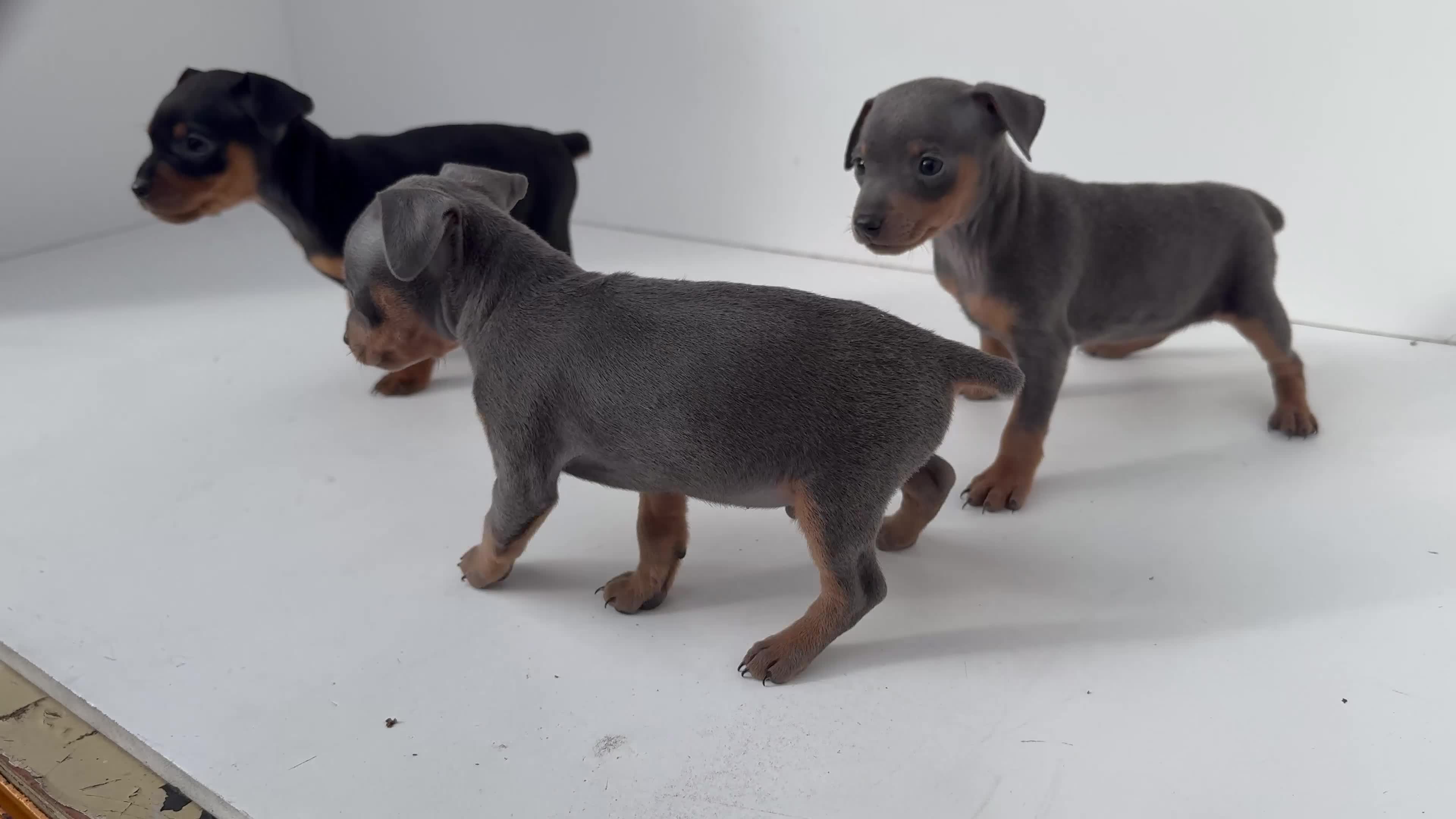 Miniature Pinscher dogs for sale: Lilah - Video 2