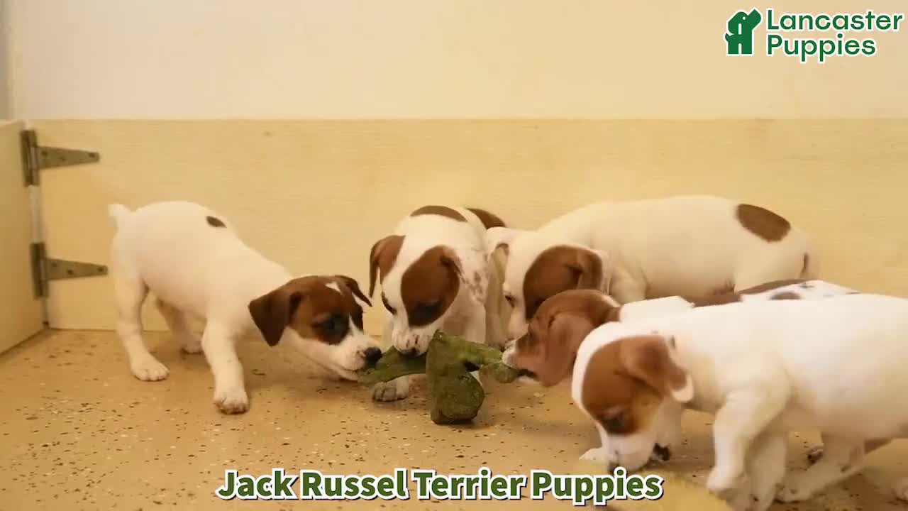 Jack Russell Terrier dogs for sale: Joy - Video 1