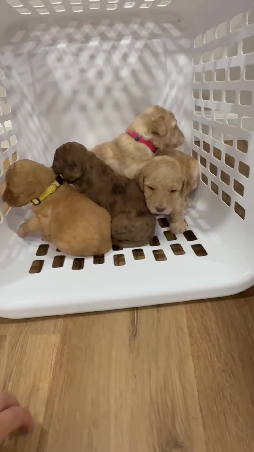 Standard Poodle dogs for sale: Silver Collar - Video 4