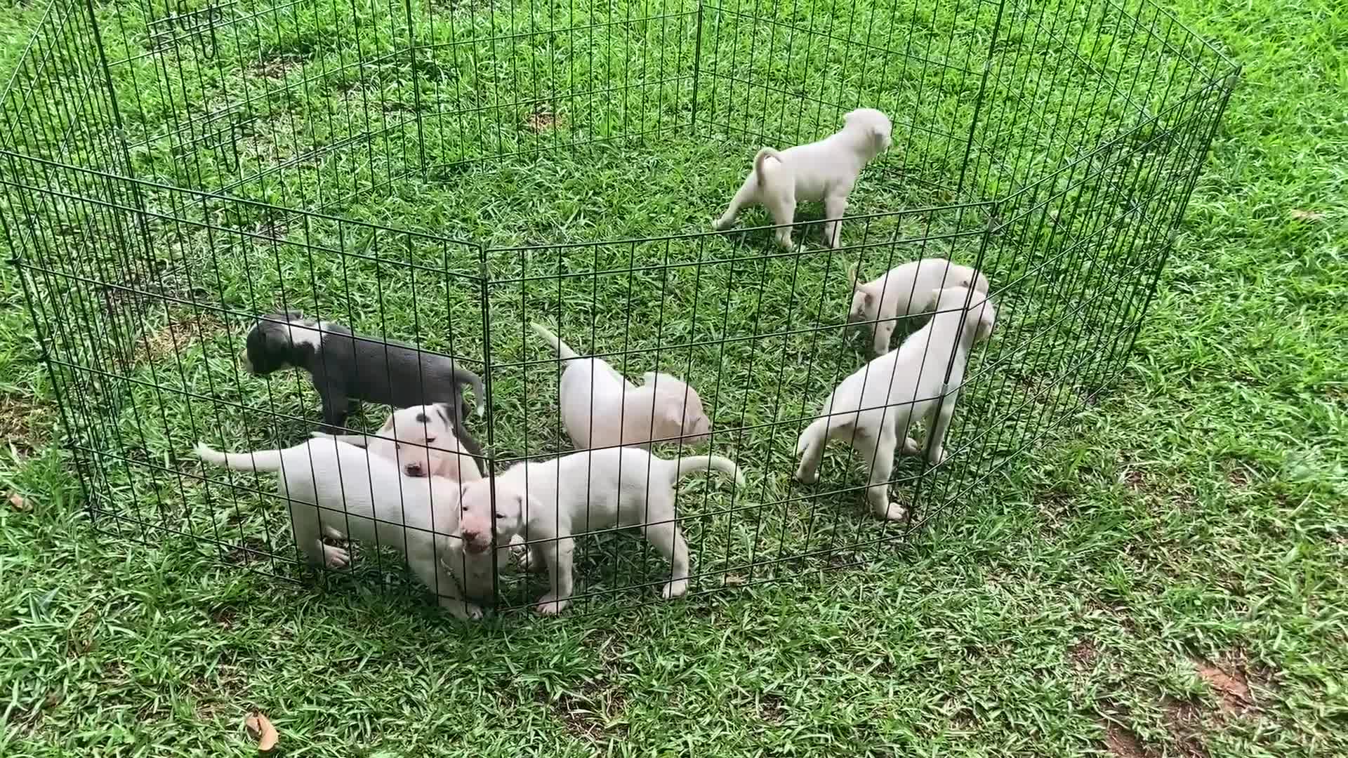 American Pit Bull Terrier dogs for sale: American Pit Bull Terrier 5 - Video 1