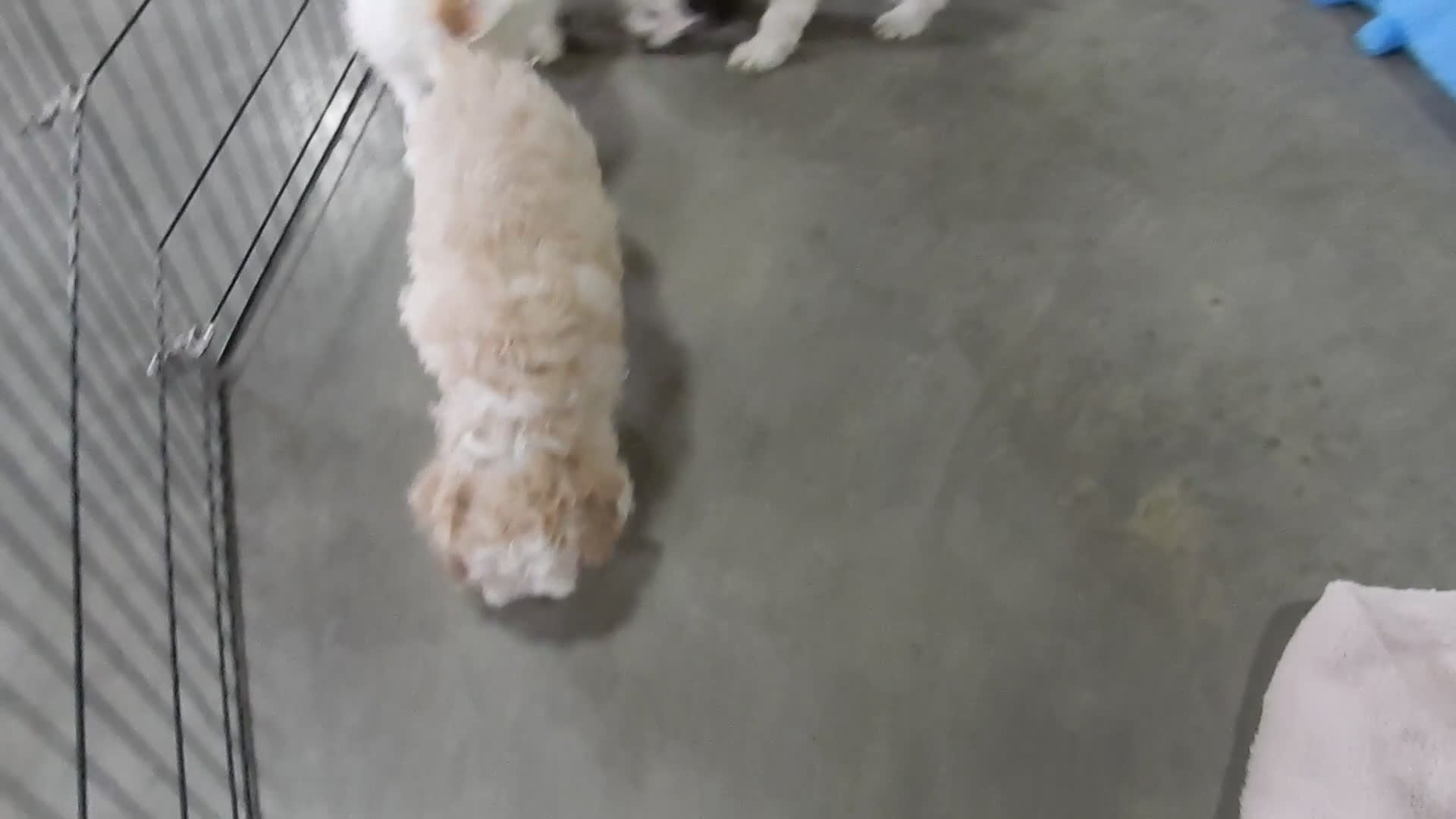 Cockapoo dogs for sale: Luka - Video 2