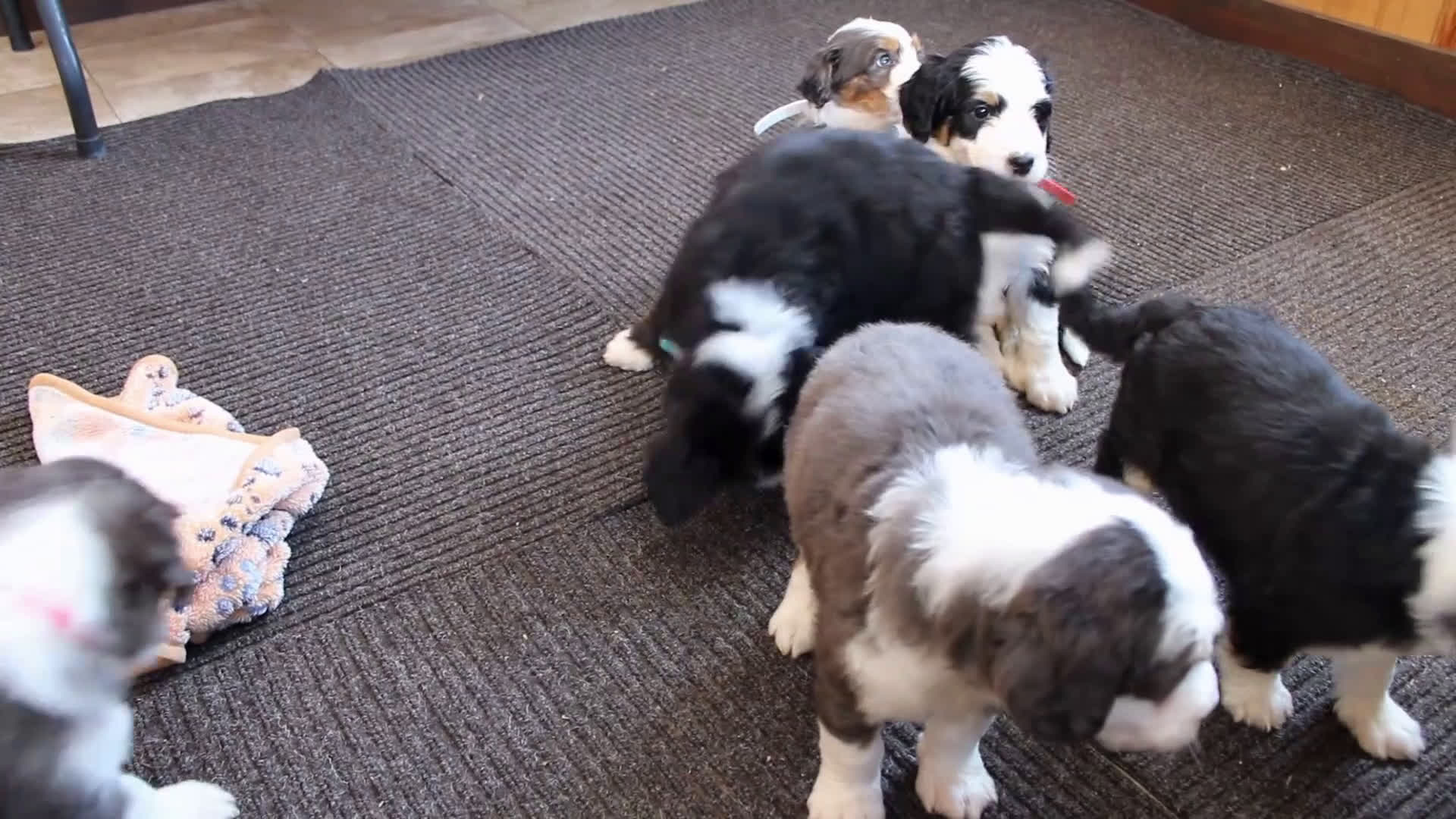 Bernedoodle dogs for sale: Cuddles - Video 1