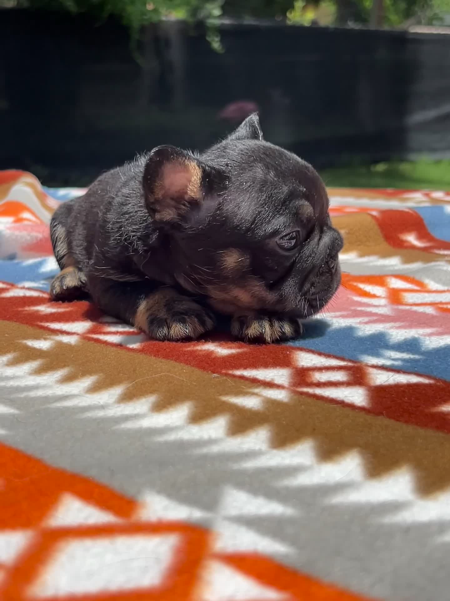 French Bulldog dogs for sale: Sky  - Video 1